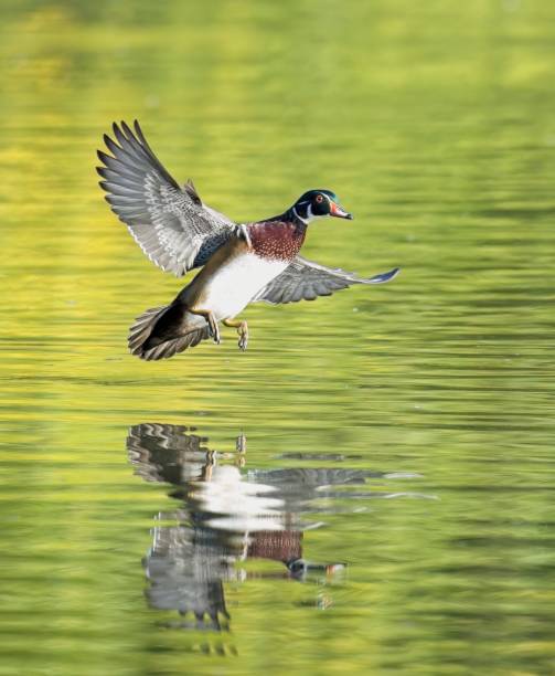 istock Wood duck coming in for a landing. 1434007733