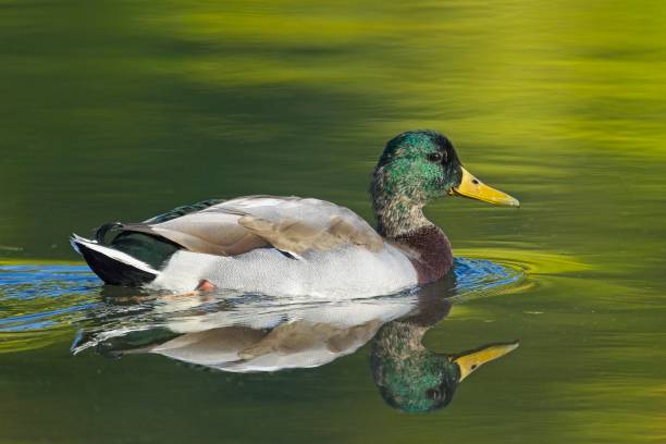 istock Male mallard duck casts a reflection in a pond. 1434007739