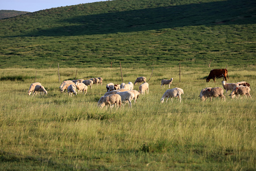 Sheep flock  is on the grassland under the blue sky and white clouds