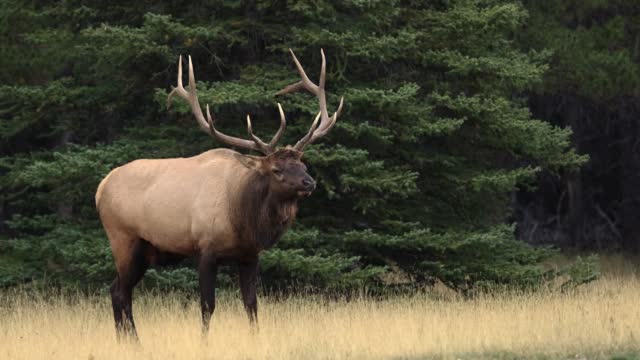 Bull Elk Bugling Video Clip