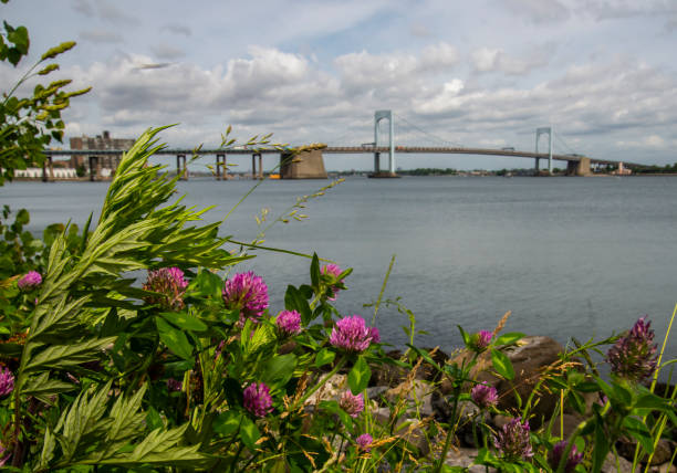 istock Flowers in the river 1434008832
