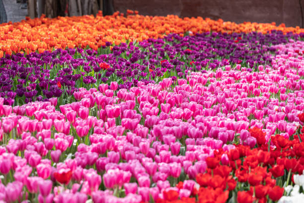 istock Tulip flowers fresh spring in tulip field. 1434012333