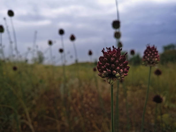 istock Several red-violet clovers (Sanguisorba officinalis) in the meadow 1434012732