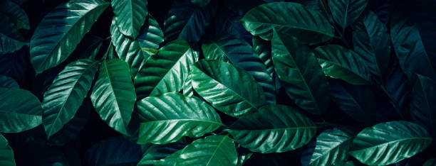 istock Closeup nature view of green leaf background. 1434013386