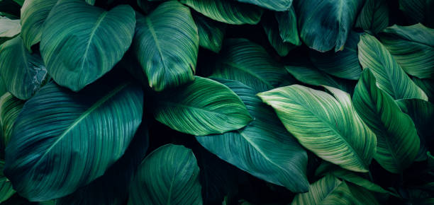 istock Closeup nature view of green leaf background. 1434013461