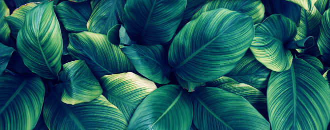 Palm Leaf detail