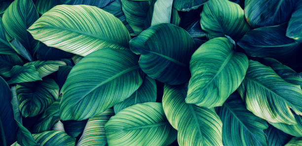 istock Closeup nature view of green leaf background. 1434013556