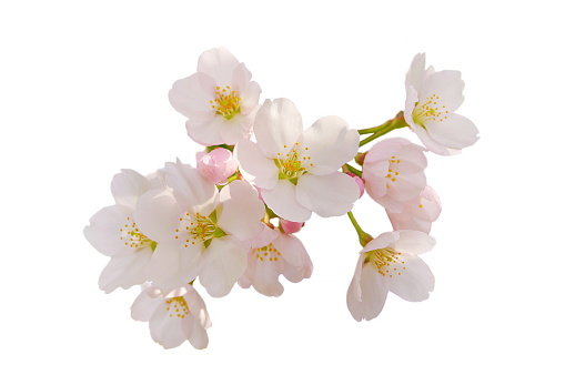 Cherry blossoms in full bloom, clipping material