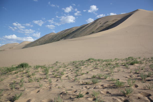Between the Sand Dunes and the green vegetation, Khongor Desert, Mongolia, Central Asia. stock photo