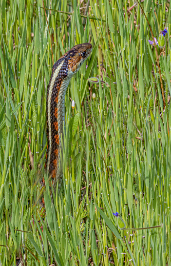 The California red-sided garter snake (Thamnophis sirtalis infernalis) is a subspecies of the common garter snake. This slender subspecies of natricine snake is indigenous to North America and is one of three recognized subspecies of Thamnophis sirtalis found in California.  Pepperwood Nature Preserve; Santa Rosa;  Sonoma County, California