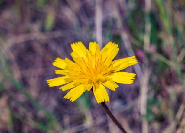 Leontodon taraxacoides is a species of hawkbit known by the common name lesser hawkbit, rough hawkbit, or hairy hawkbit. It is native to Europe and North Africa. Pepperwood Nature Preserve; Santa Rosa; Sonoma County, California. Asteracese. Introduced. leontodon taraxacoides es una especie de ave paseriforme de la familia leontodon de las familias hawkbit. es originaria de europa y el norte de África. reserva natural pepperwood; santa rosa; condado de sonoma, california. asteracese. introducido.