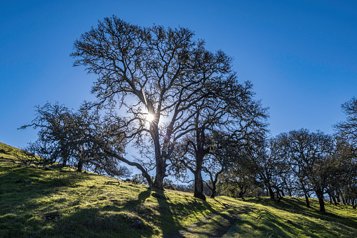 Oak tree with sun burst thru the branches. Pepperwood Nature Preserve; Santa Rosa;  Sonoma County, California. Oregon Oak and Blue Oak hybride, Quercus x eplingii.