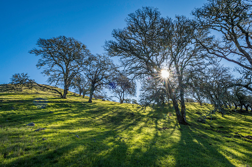 Oak tree with sun burst thru the branches. Pepperwood Nature Preserve; Santa Rosa;  Sonoma County, California. Oregon Oak and Blue Oak hybride, Quercus x eplingii.