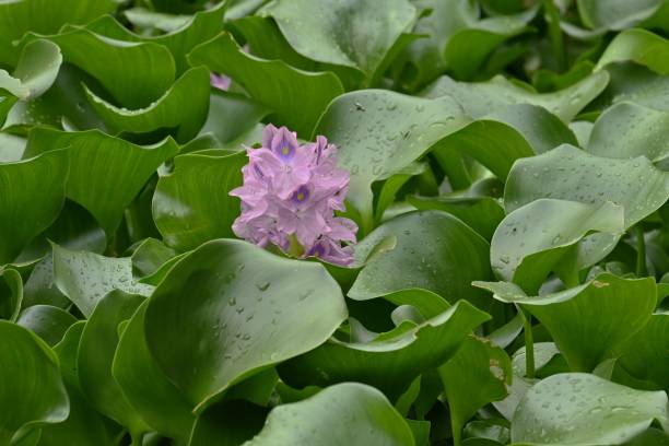 istock Water hyacinth flowers. 1434017584