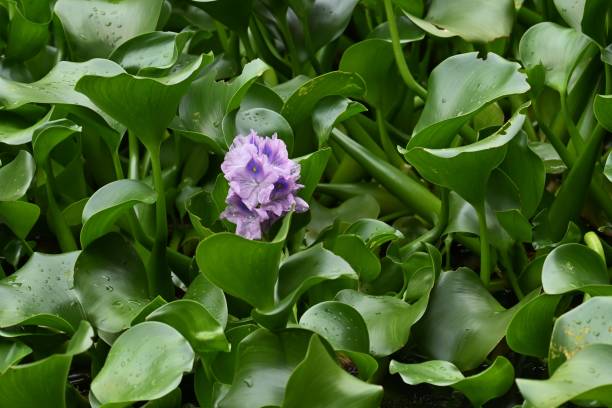 istock Water hyacinth flowers. 1434017586