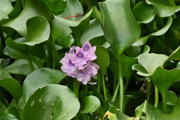 istock Water hyacinth flowers. 1434017591