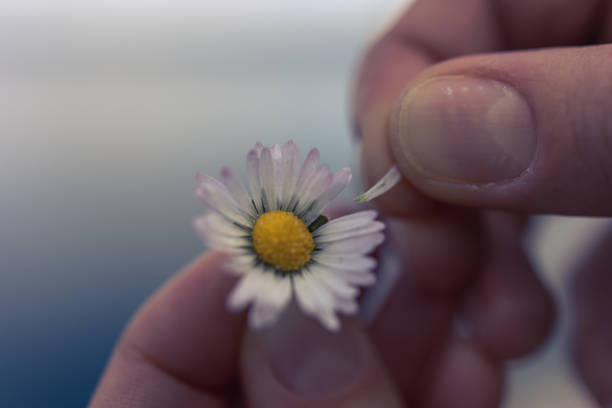 The petal of a daisy is torn off by a woman's hand close-up. Tradition of guessing on a daisy, the question likes or dislikes very romantically