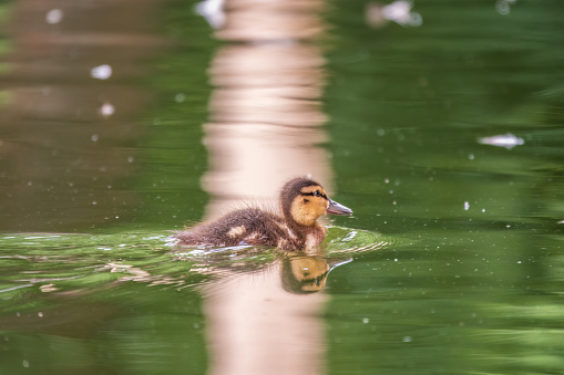 Cute little duckling swimming alone in a lake with green water. Agriculture, Farming. Happy duck. Cute and humor