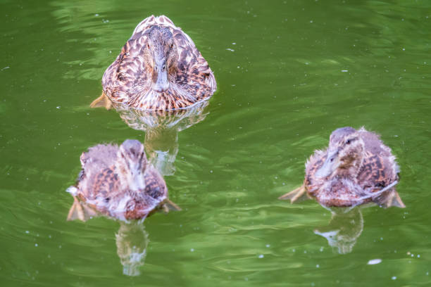 a family of ducks, a duck and its little ducklings are swimming in the water. the duck takes care of its newborn ducklings. mallard, lat. anas platyrhynchos - duckling parent offspring birds imagens e fotografias de stock