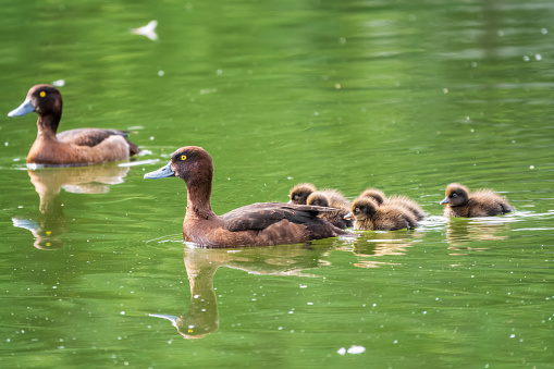 Tufted duck Family swims with their ducklings in green lake water. A beautiful Tufted Ducks, Aythya fuligula, swimming in lake with their cute babies. The ducks takes care of their newborn ducklings.