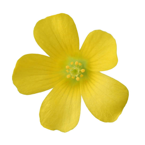 Yellow flower cutout, oxalis flower Yellow flower cutout, oxalis flower oxalis acetosella flowers stock pictures, royalty-free photos & images
