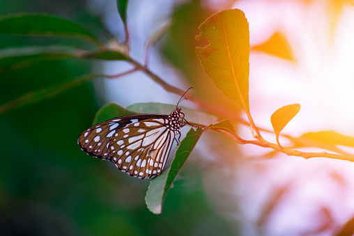 Beautiful butterfly on sunset light background
