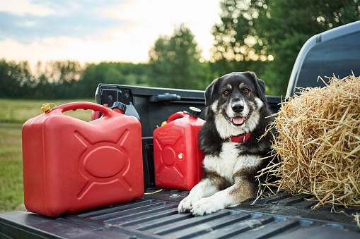 Shepherd dog sitting in pick-up truck with dry grass and two red plastic cans on a farm field