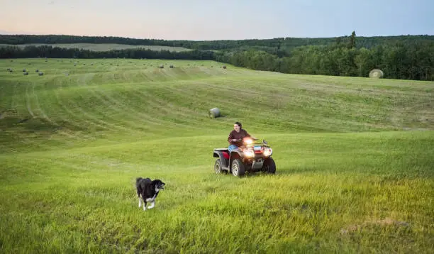 Shepherd dog running on a grassy farm field with female farmer riding quadbike in evening