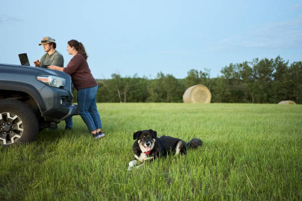 cachorro sentado em campo de fazenda com casal de agricultores trabalhando em laptop ao fundo - laptop computer grass nature - fotografias e filmes do acervo