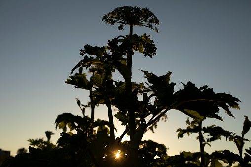 Sun in thickets. Sunset in nature. Silhouettes of plants. Hogweed thickets.