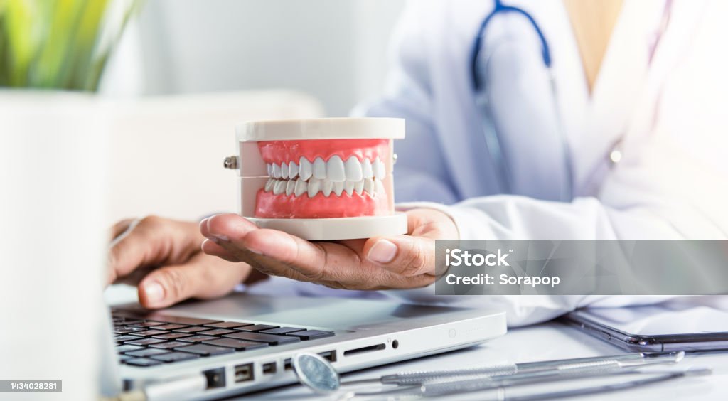 Female doctor sitting and hold tooth on desk at clinic office have laptop computer Oral dental hygiene. Female doctor sitting and hold tooth on desk at clinic office have laptop computer, Dentist woman hand holding educational jaw model of oral cavity with teeth at workplace 35-39 Years Stock Photo
