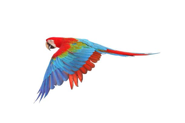 Parrot Colorful Green wing macaw flying isolated on white background. green winged macaw stock pictures, royalty-free photos & images