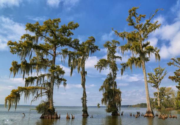 istock Night Time in The Swamp 1434035098