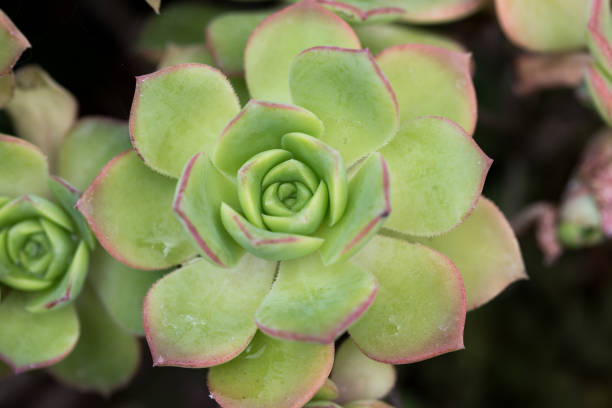istock Leaf texture of Aeonium Kiwi or Aeonium haworthii. Natural background. Close-up to insert text. 1434035200