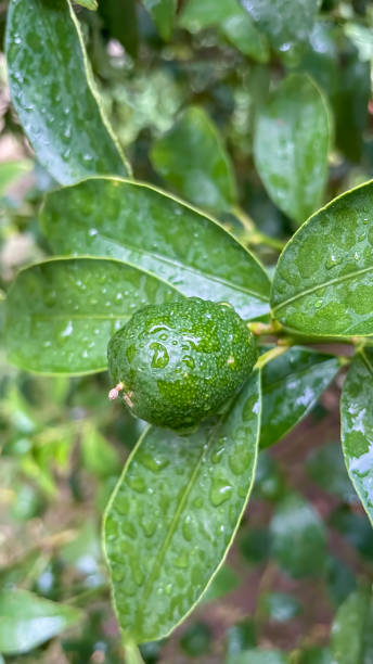 istock Kumquat tree and green raw fruit on a rainy day 1434035756