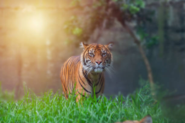 벵골 호랑이는 자연을 배회합니다. - tiger zoo animal awe 뉴스 사진 이미지