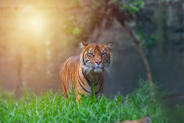 tigre de bengala rondando através de seu natural. - tiger zoo animal awe - fotografias e filmes do acervo