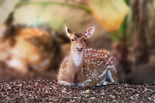 A Spotted Deer relaxing in its natural forest environment in the calm, sunny glow of a late afternoon.