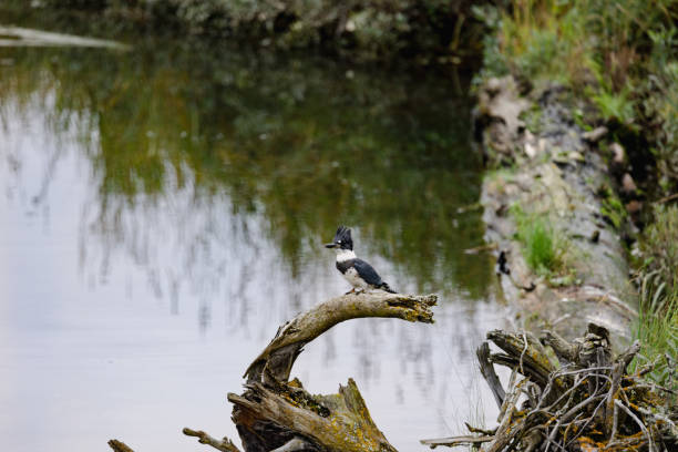 This kingfisher is one of the many birds that can be seen while birdwatching at Potters Marsh bird sanctuary in Anchorage Alaska