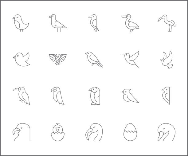 Simple Set of bird Related Vector Line Icons. Vector collection of owl, sparrow, penguin goose and dove symbols or logo elements in thin outline. wombat stock illustrations