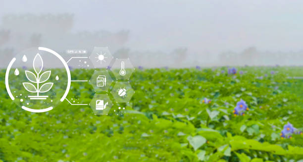 istock Agriculture drone fly to sprayed fertilizer on the rice fields. Industrial agriculture and smart farming 1434044787