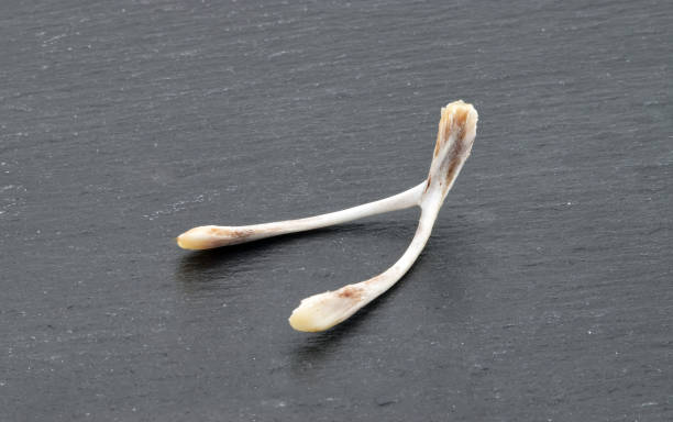 istock Chicken wishbone to make wishes isolated on dark background 1434046090