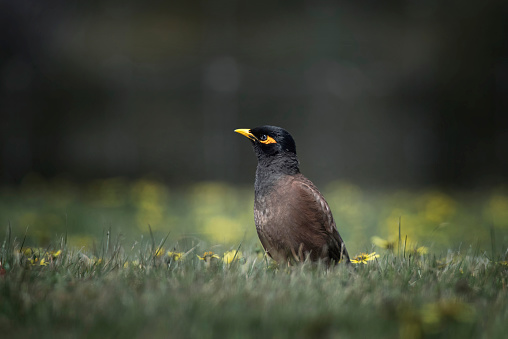 Common Myna bird walking through the grass and yellow daisy’s.