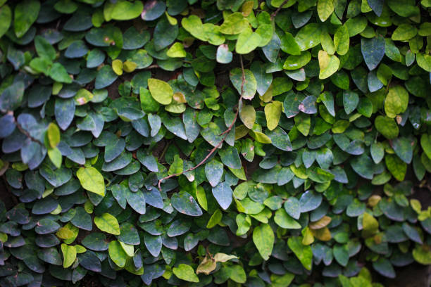 istock Texture of green creeping leaves. Natural background. green wall 1434048875