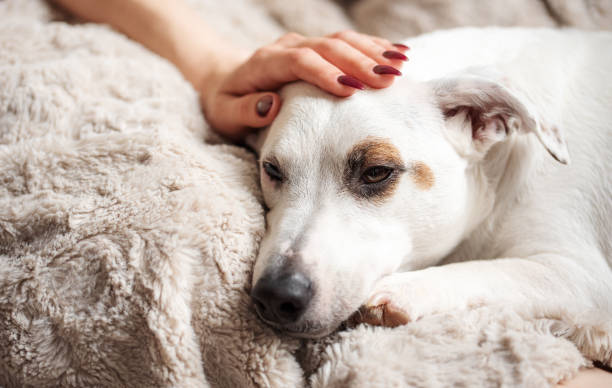 istock Woman hand touching a cute relaxed jack russell dog 1434051665