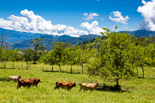 Bovine animals in the beautiful Colombian mountainous landscape