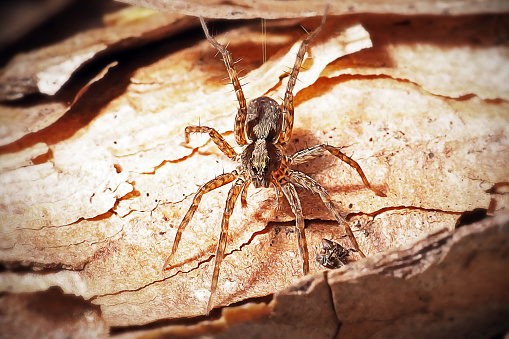 Pardosa Lugubris Lycosidae Wolf Spider. Digitally Enhanced Photograph.