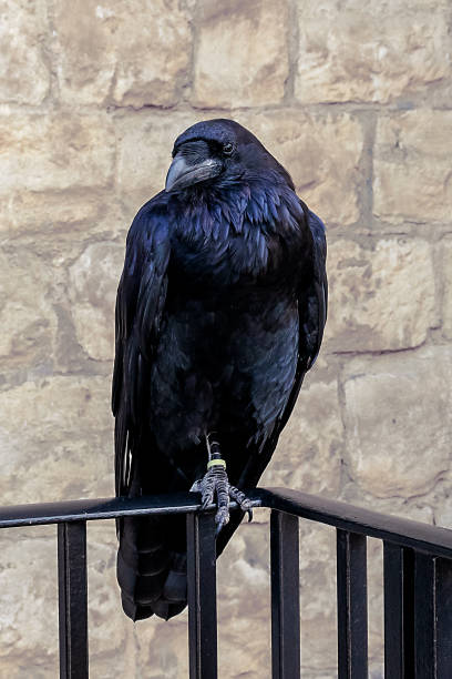 istock raven on rail in front of stone wall 1434054092