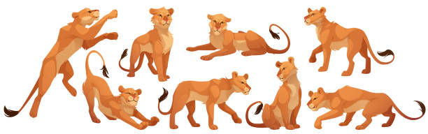 löwin charakter, wildkatze in verschiedenen posen - lioness stock-grafiken, -clipart, -cartoons und -symbole