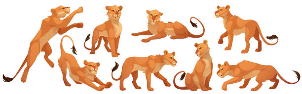 ilustrações, clipart, desenhos animados e ícones de personagem leoa, gato selvagem em diferentes poses - lioness